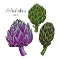 Artichoke hand drawn vector illustration.